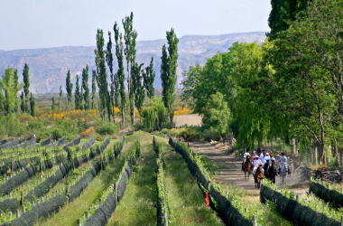 Viñedos San Rafael